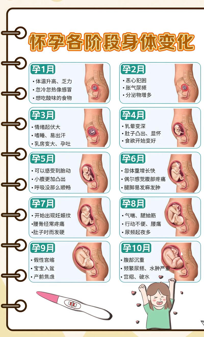 揭秘供卵代孕妈妈怀孕小腹分两节，孕期变化的奥秘邯郸代生机构: